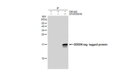 Anti-DDDDK tag antibody [GT1216] used in Immunoprecipitation (IP). GTX636630