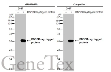Anti-DDDDK tag antibody [GT1216] used in Western Blot (WB). GTX636630