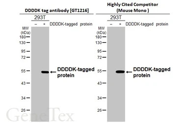 Anti-DDDDK tag antibody [GT1216] used in Western Blot (WB). GTX636630