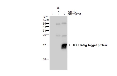 Anti-DDDDK tag antibody [GT482] used in Immunoprecipitation (IP). GTX636631