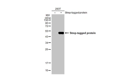 Anti-Strep epitope Tag antibody [HL1252] used in Western Blot (WB). GTX636654