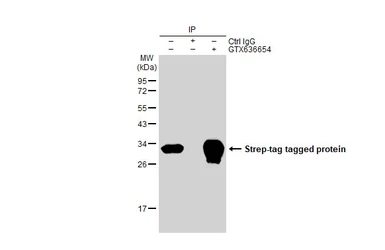 Anti-Strep epitope Tag antibody [HL1252] used in Immunoprecipitation (IP). GTX636654