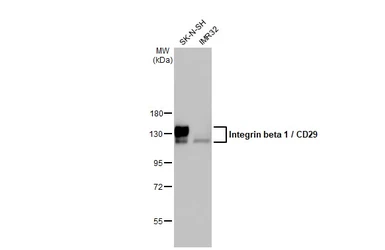 Anti-Integrin beta 1 / CD29 antibody [HL1255] used in Western Blot (WB). GTX636657
