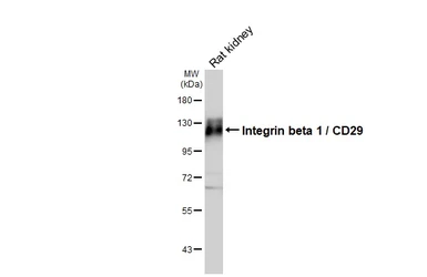 Anti-Integrin beta 1 / CD29 antibody [HL1255] used in Western Blot (WB). GTX636657