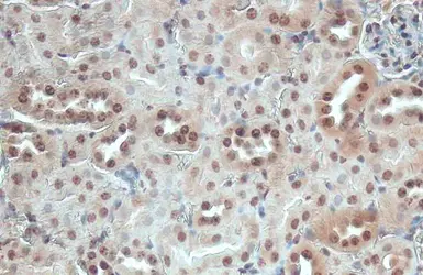 Anti-ITK antibody [HL1264] used in IHC (Paraffin sections) (IHC-P). GTX636666