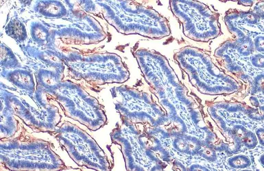 Anti-Alkaline phosphatase antibody [HL1267] used in IHC (Paraffin sections) (IHC-P). GTX636669