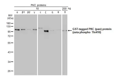 Anti-PKC (pan) (zeta phospho Thr410) antibody [HL1279] used in Western Blot (WB). GTX636681