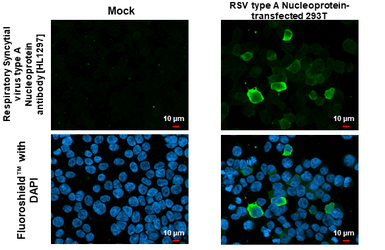 Anti-Respiratory Syncytial virus type A Nucleoprotein antibody [HL1297] used in Immunocytochemistry/ Immunofluorescence (ICC/IF). GTX636711
