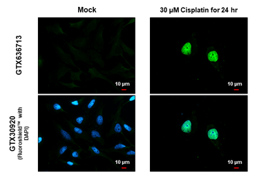 Anti-Histone H2A.XS139ph (phospho Ser139) antibody [HL1299] used in Immunocytochemistry/ Immunofluorescence (ICC/IF). GTX636713