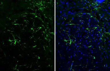 Anti-GFAP antibody [HL1307] used in IHC (Frozen sections) (IHC-Fr). GTX636725