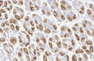 Anti-NEK7 antibody [HL1349] used in IHC (Paraffin sections) (IHC-P). GTX636769