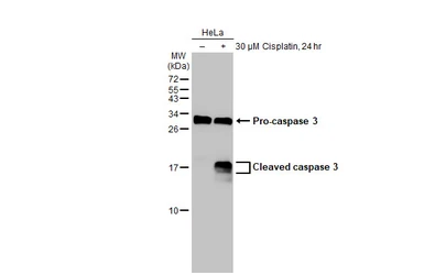 Anti-Caspase 3 antibody [HL1370] used in Western Blot (WB). GTX636810