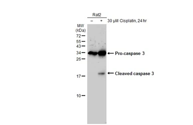 Anti-Caspase 3 antibody [HL1370] used in Western Blot (WB). GTX636810
