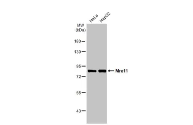 Anti-Mre11 antibody [HL1385] used in Western Blot (WB). GTX636825