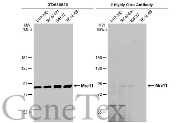 Anti-Mre11 antibody [HL1386] used in Western Blot (WB). GTX636826