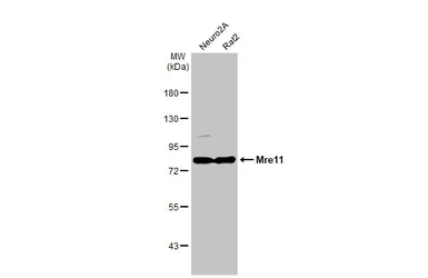 Anti-Mre11 antibody [HL1386] used in Western Blot (WB). GTX636826