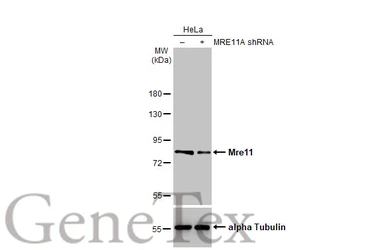 Anti-Mre11 antibody [HL1386] used in Western Blot (WB). GTX636826