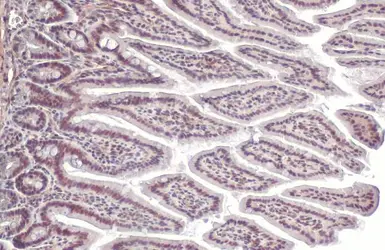Anti-SP1 antibody [HL1396] used in IHC (Paraffin sections) (IHC-P). GTX636836