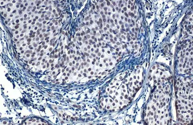 Anti-SP1 antibody [HL1396] used in IHC (Paraffin sections) (IHC-P). GTX636836