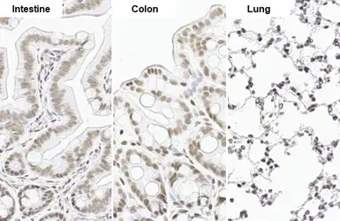Anti-SP1 antibody [HL1396] used in IHC (Paraffin sections) (IHC-P). GTX636836