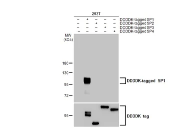 Anti-SP1 antibody [HL1396] used in Western Blot (WB). GTX636836