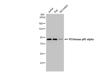 Anti-PI3 kinase p85 alpha antibody [HL1414] used in Western Blot (WB). GTX636880