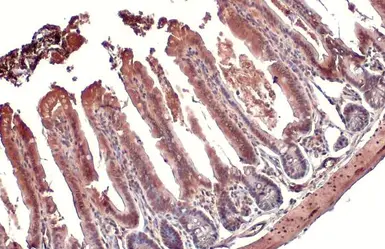 Anti-PI3 kinase p85 alpha antibody [HL1414] used in IHC (Paraffin sections) (IHC-P). GTX636880