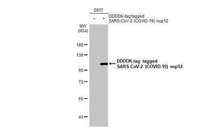 Anti-SARS-CoV-2 (COVID-19) nsp12 antibody [HL1415] used in Western Blot (WB). GTX636881