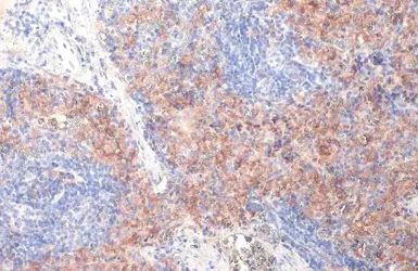 Anti-FCER1G antibody [HL1418] used in IHC (Paraffin sections) (IHC-P). GTX636884