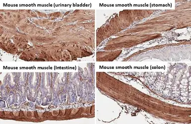 Anti-alpha Smooth Muscle Actin antibody [HL1419] used in IHC (Paraffin sections) (IHC-P). GTX636885