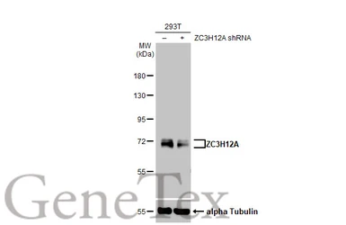Anti-ZC3H12A antibody [HL1442] used in Western Blot (WB). GTX636914