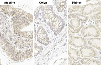 Anti-TOMM20 antibody [HL1493] used in IHC (Paraffin sections) (IHC-P). GTX636967