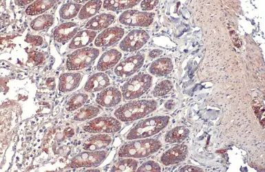 Anti-TOMM20 antibody [HL1494] used in IHC (Paraffin sections) (IHC-P). GTX636968