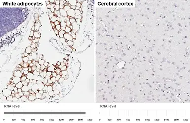Anti-FABP4 antibody [HL1520] used in IHC (Paraffin sections) (IHC-P). GTX636994