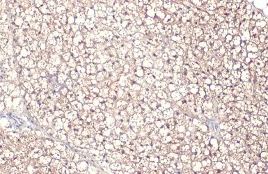 Anti-FABP4 antibody [HL1520] used in IHC (Paraffin sections) (IHC-P). GTX636994
