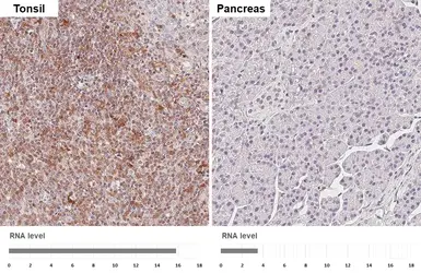 Anti-VRL1 antibody [HL1543] used in IHC (Paraffin sections) (IHC-P). GTX637018