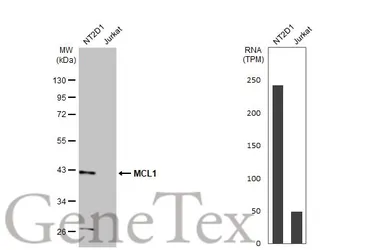 Anti-MCL1 antibody [HL1544] used in Western Blot (WB). GTX637019
