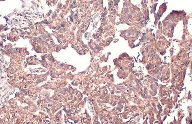 Anti-MCL1 antibody [HL1544] used in IHC (Paraffin sections) (IHC-P). GTX637019