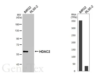 Anti-HDAC2 antibody [HL1545] used in Western Blot (WB). GTX637020