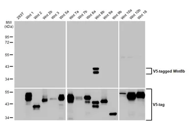 Anti-Wnt8b antibody [HL1549] used in Western Blot (WB). GTX637024