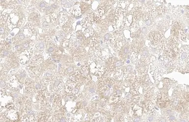 Anti-Wnt6 antibody [HL1568] used in IHC (Paraffin sections) (IHC-P). GTX637043