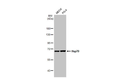 Anti-Hsp70 antibody [HL1580] used in Western Blot (WB). GTX637059