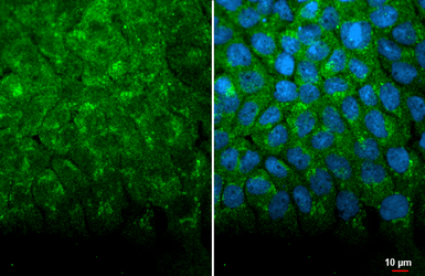Anti-Hsp70 antibody [HL1580] used in Immunocytochemistry/ Immunofluorescence (ICC/IF). GTX637059