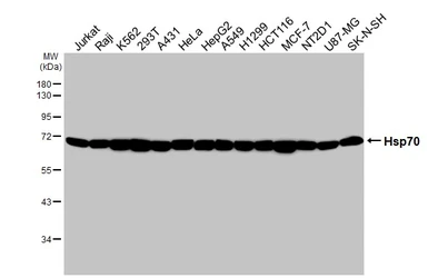 Anti-Hsp70 antibody [HL1580] used in Western Blot (WB). GTX637059