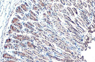 Anti-Hsp70 antibody [HL1580] used in IHC (Paraffin sections) (IHC-P). GTX637059