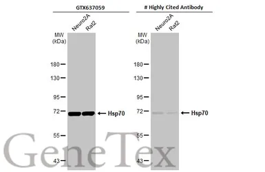 Anti-Hsp70 antibody [HL1580] used in Western Blot (WB). GTX637059