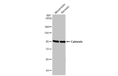 Anti-Calnexin antibody [HL1598] used in Western Blot (WB). GTX637077