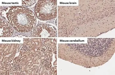 Anti-Calnexin antibody [HL1598] used in IHC (Paraffin sections) (IHC-P). GTX637077