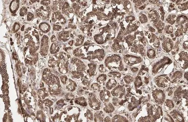 Anti-Calnexin antibody [HL1598] used in IHC (Paraffin sections) (IHC-P). GTX637077