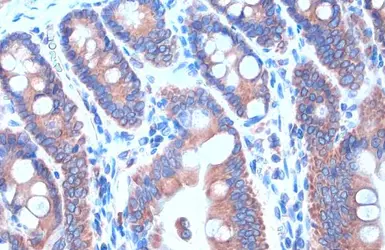 Anti-Calnexin antibody [HL1598] used in IHC (Paraffin sections) (IHC-P). GTX637077